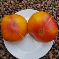 Zoltyj Mramor (Gul Marmor)